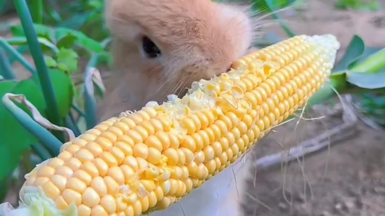 Rabbit want to ean corn viral
