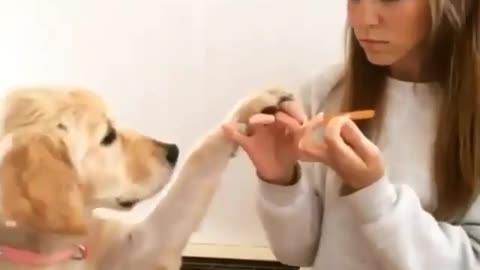 dog nail 😂