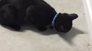 Caty Cought A Fly