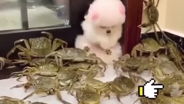 cute cuddly puppy