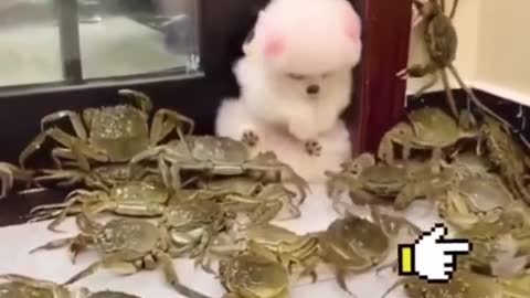 cute cuddly puppy