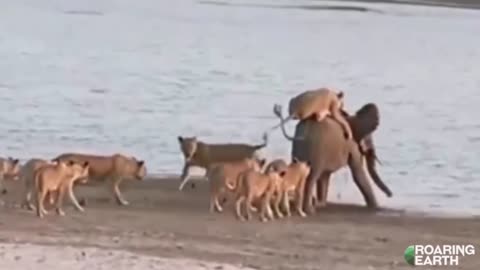 14 Lions vs. Elephant - Epic Battle For Survival