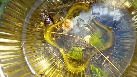 Amazing Nature: Depression Glass & Yellowjacket