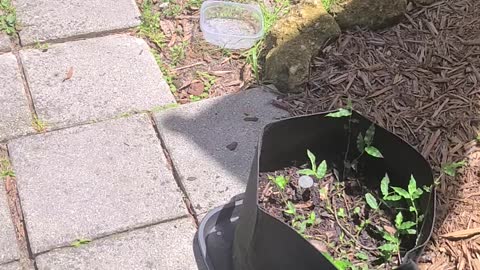 My Greenstalk is here! I'm so excited...