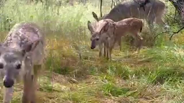 Ultimate Wild Animals Collection in 8K ULTRA HD / 8K TV