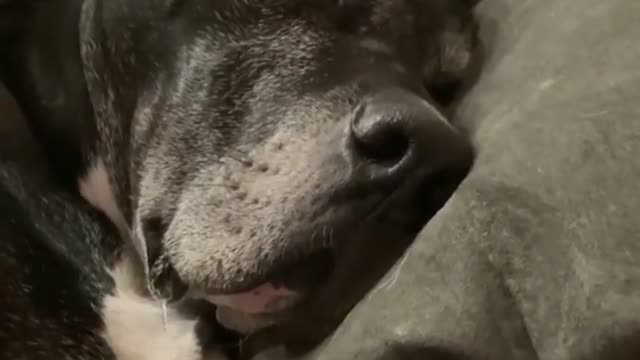 THE GREAT DANE Dog Video 222 - Great Dane Compilation - Tallest Dog in The World