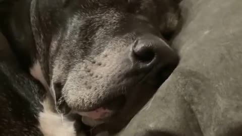 THE GREAT DANE Dog Video 222 - Great Dane Compilation - Tallest Dog in The World