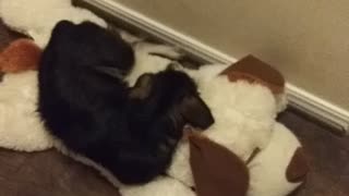 Adorable puppy sleeping