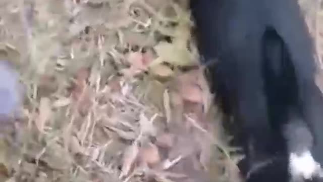 Animal funny video