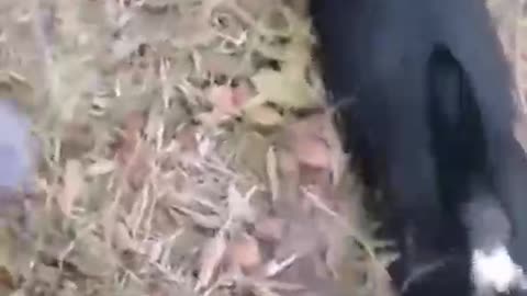 Animal funny video