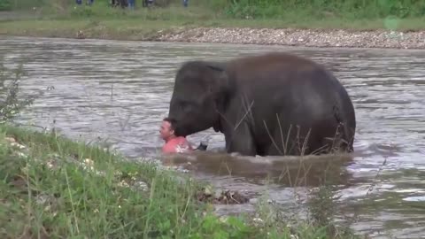 Animals showing humanity 😍