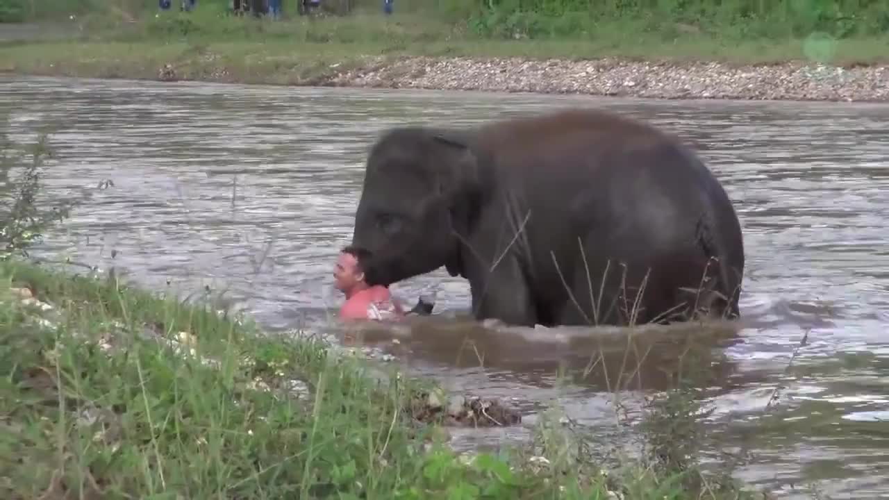 Animals showing humanity 😍