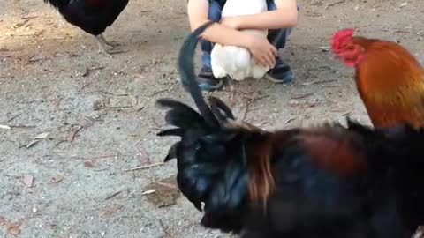 What a Beautiful Scene When À Kid Hùgs a Hēn