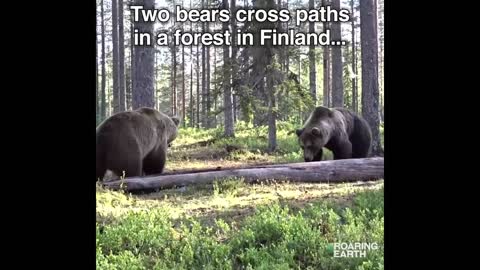 Massive Bears Battle - 'Best Bear Fight Ever Caught on Camera'