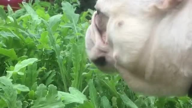 Dogs love to eat grass