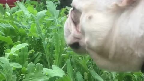 Dogs love to eat grass