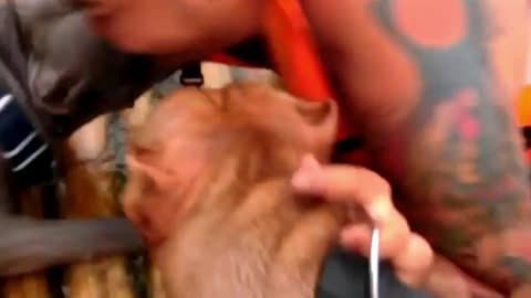 Dogs Save Their Owner (Unconditional Love)