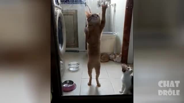 Essayer De Ne Pas Rire ✪ Vidéo De Chat À Mourir De Rire #250
