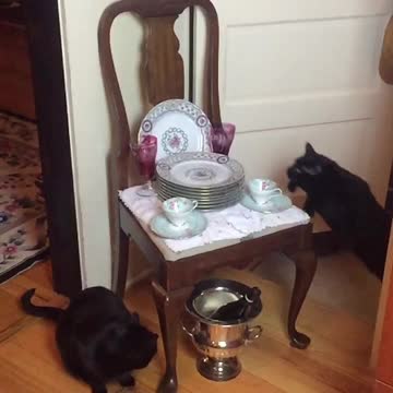 Epic slow motion footage captures cat's jumping abilities