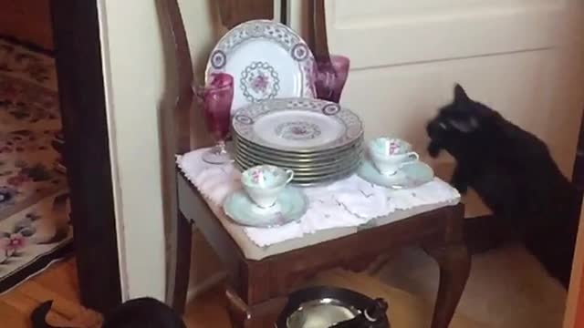 Epic slow motion footage captures cat's jumping abilities