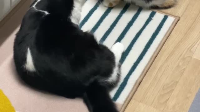 Wild beasts are fighting in the house