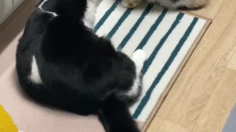 Wild beasts are fighting in the house