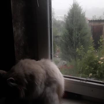 Cat and rain
