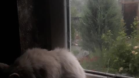 Cat and rain