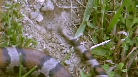 Milk snake tail shaking