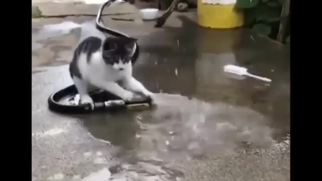 my cat saving the water watch now