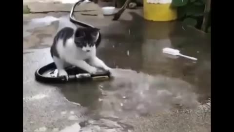 my cat saving the water watch now