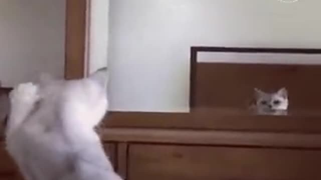 Funny cat sees his own in the mirror.