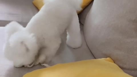I have a little dog at home. His name is Poepoe
