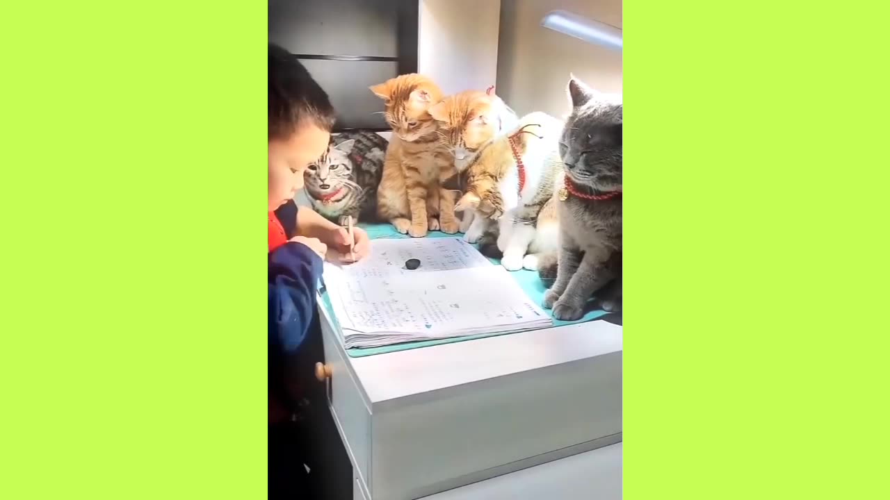 There are so many people supervising your homework #Who can resist such a cute kitten.
