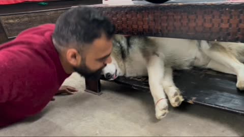 So cute sleeping dog