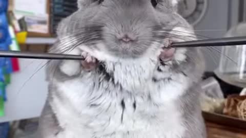 cute mouse