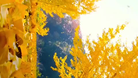 Nature.