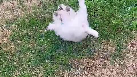 Owning a dog is the only way money can buy love