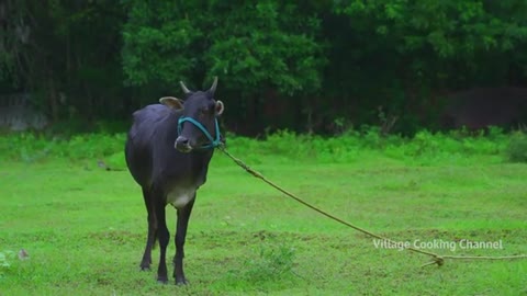 2 FULL GOAT MUTTON GRAVY | Traditional Mutton Gravy Recipe Cooking In Village | Whole Lamb Recipe