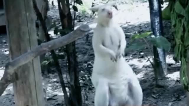 Have you ever seen a kangaroo covered in white? This is a white kangaroo