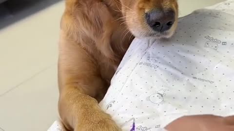 He didn’t mean to do that.