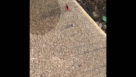 Tarantula Hawk Wasp