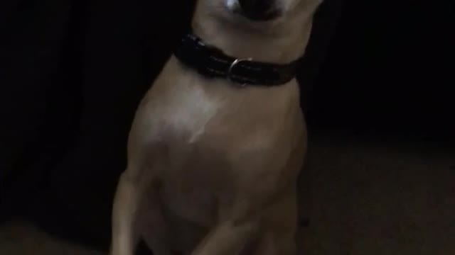 Chihuahua begs for food with his two paws together
