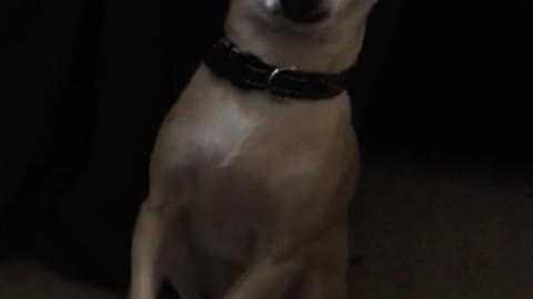Chihuahua begs for food with his two paws together