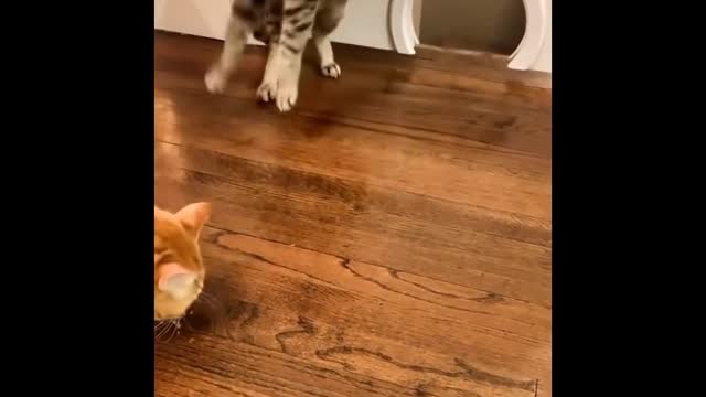 cute funny cats