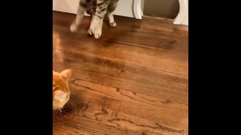 cute funny cats