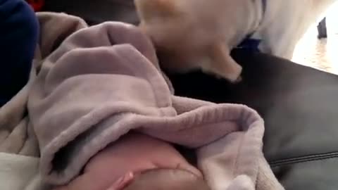 My dog ​​takes care of my child like a parent, my dog ​​is very good