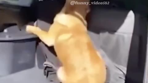 funny moment dog 2