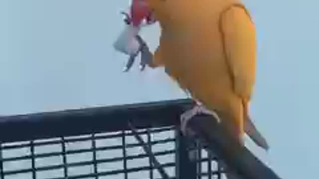 Watch the parrot take the air pods from this beautiful girl