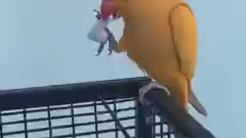 Watch the parrot take the air pods from this beautiful girl